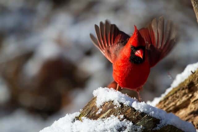 cardinal en hiver En février